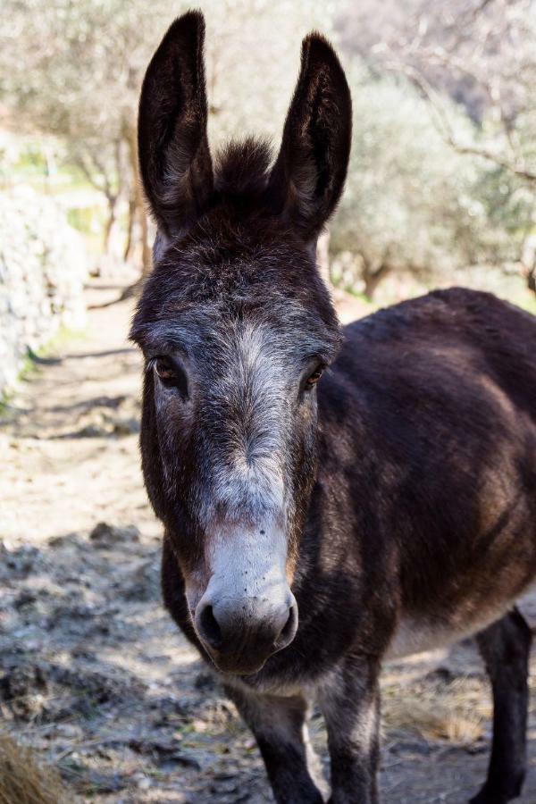 Agriturismo A Ca Vegia Calice Ligure ภายนอก รูปภาพ